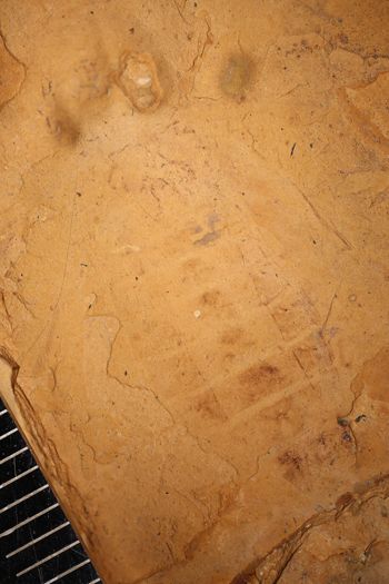 Media type: image;   Entomology PALE-401